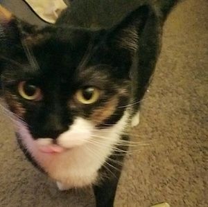 Meet your Posher, Sam